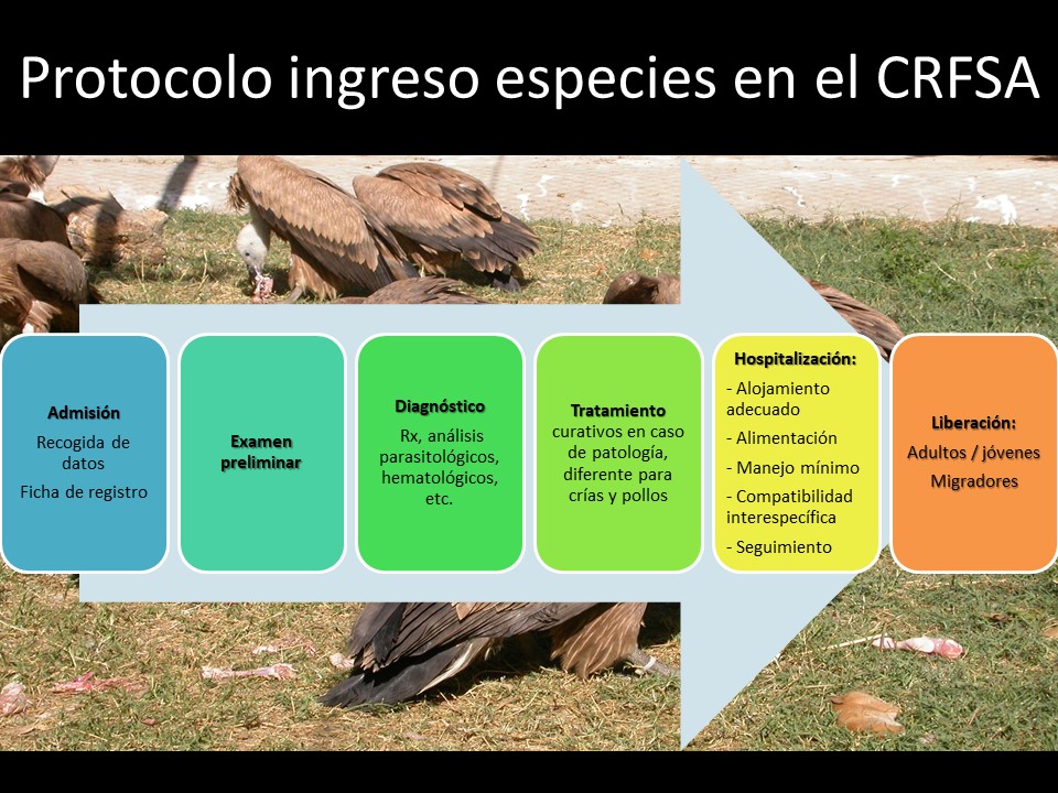 Protocolo de ingreso de especies en el Centro de Recuperación de Fauna Silvestre de La Alfranca