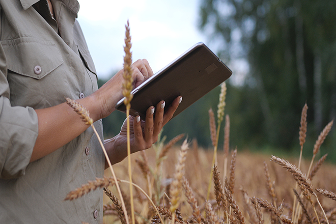 Agricultora en un campo de trigo con una tablet
