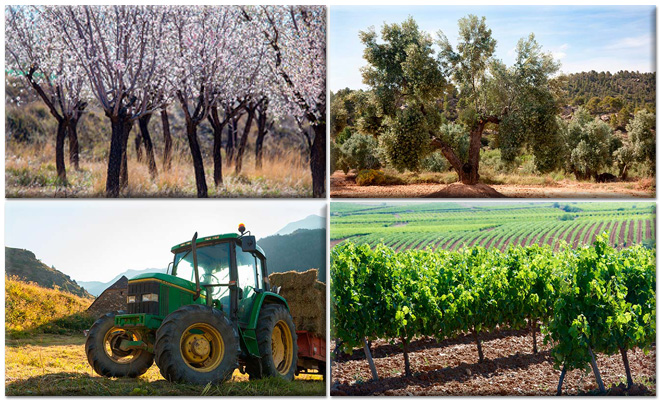 Almendros, olivos, viñedo y tractor