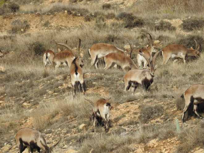Grupo de machos de cabra montés