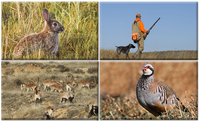 Cuatro imágenes relativas a la caza: liebre, cazador con perro, cabras montesas y perdiz roja