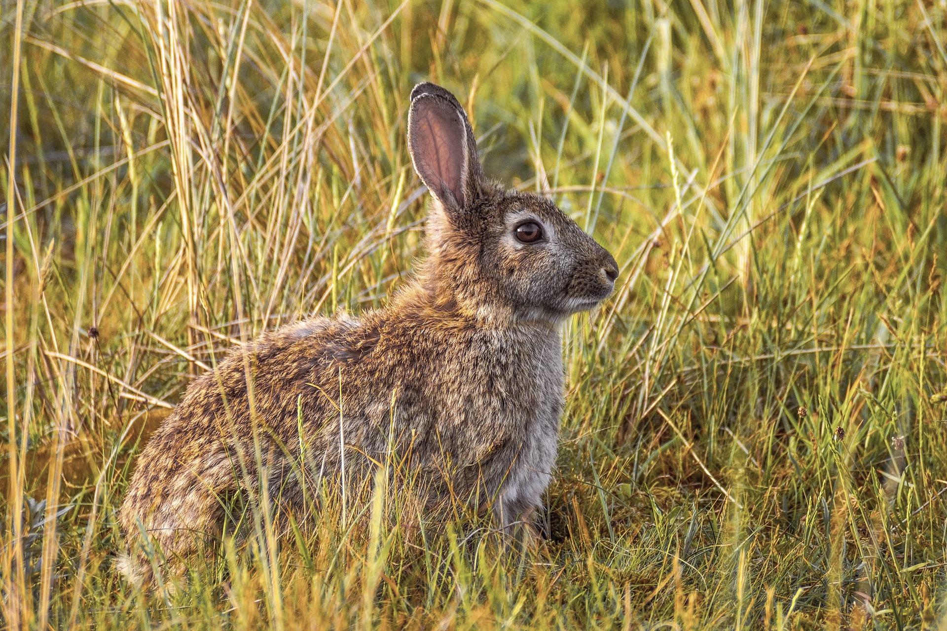 Conejo en un campo