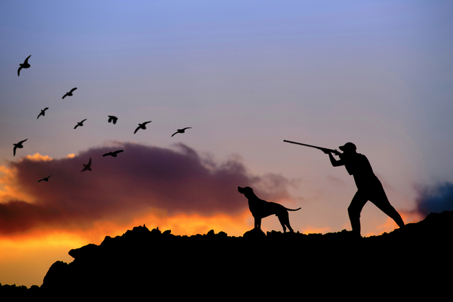 Cazador con un perro apuntando aves con una escopeta 