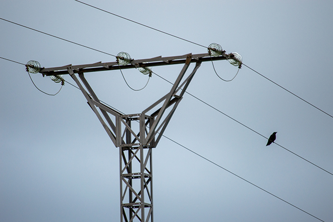 Ave en un tendido eléctrico