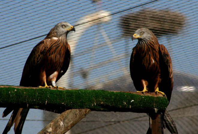 Dos rapaces en el Centro de Recuperación de la Alfranca
