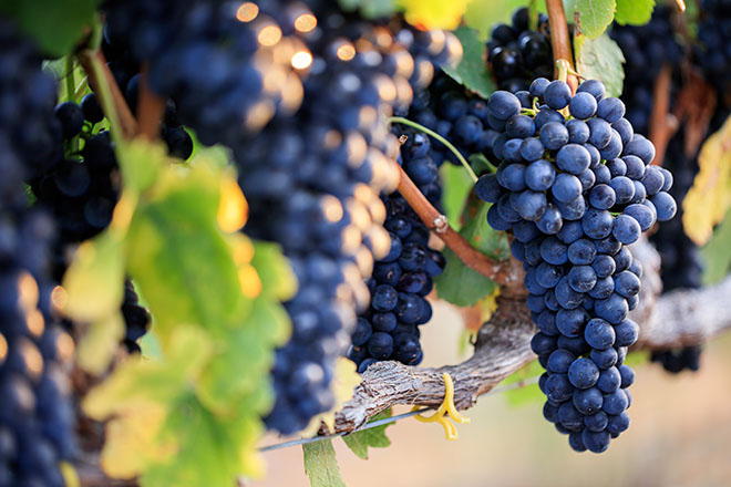 Racimos de uvas