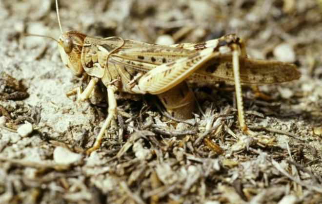 Langosta mediterránea