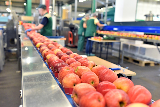 Línea de calibración de manzanas con trabajadores al fondo