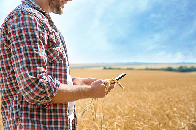 persona consultando smartphone en un campo de cereal