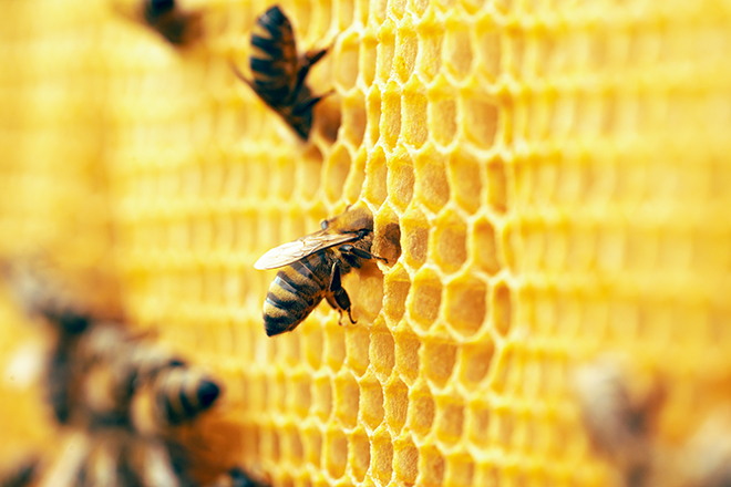 Abejas trabajando en un panal