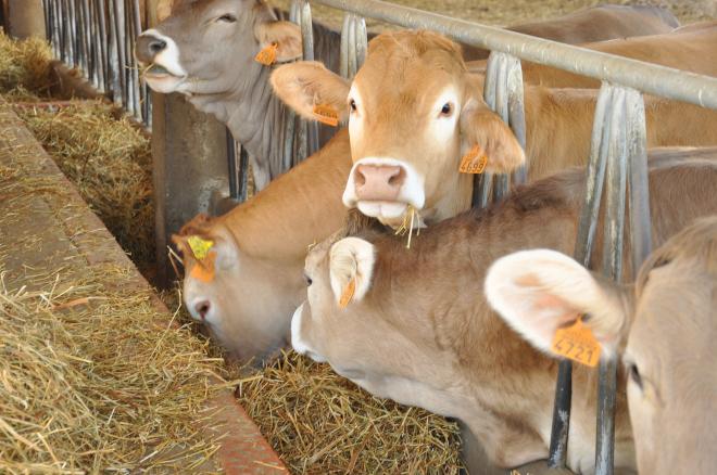 Vacas en explotación ganadera