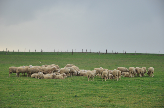 Rebaño de ovejas pastando en una parcela