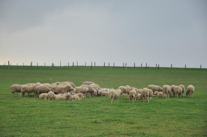 Rebaño de ovejas en una parcela de pasto verde