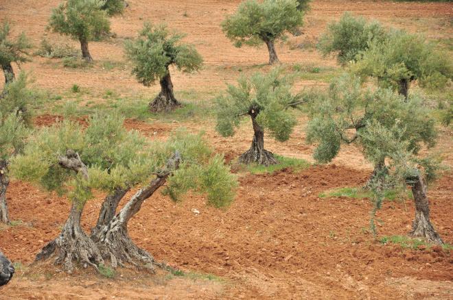 Suelo laboreado en un cultivo de olivos centenarios