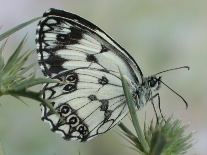 Melanargia galathea