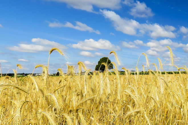 Campo de cereal