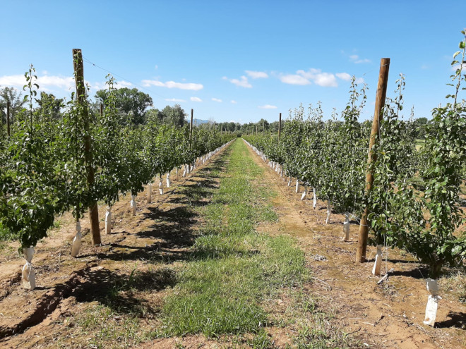 Plantación establecida con material vegetal certificado