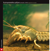 especie amenazada - cangrejo de río