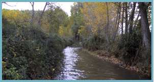 Imagen del río Jiloca en el tramo entre las localidades de Manchones y Murero