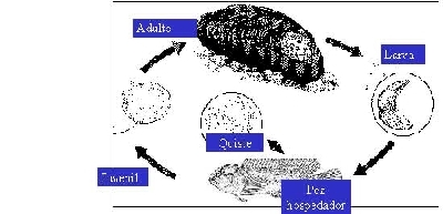 Ciclo de vida del Pez hospedador