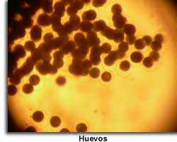 Huevos de Margaritifera auricularia