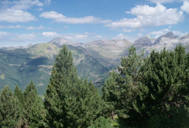 Bosque con montañas al fondo