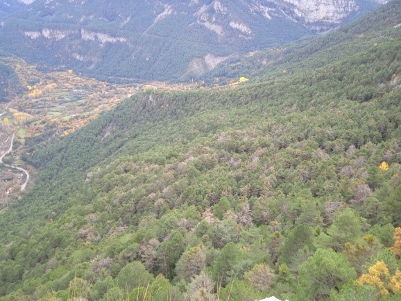 Bosque