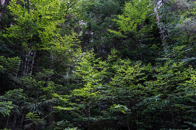 Masa de árboles de la Selva de Oza