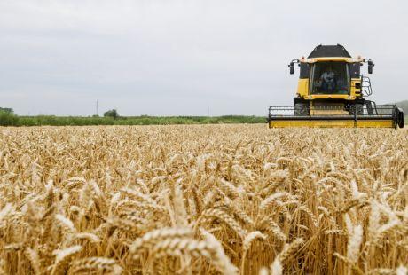 Tractor en un campo de trigo