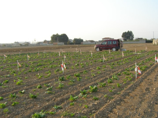 Campo de ensayo