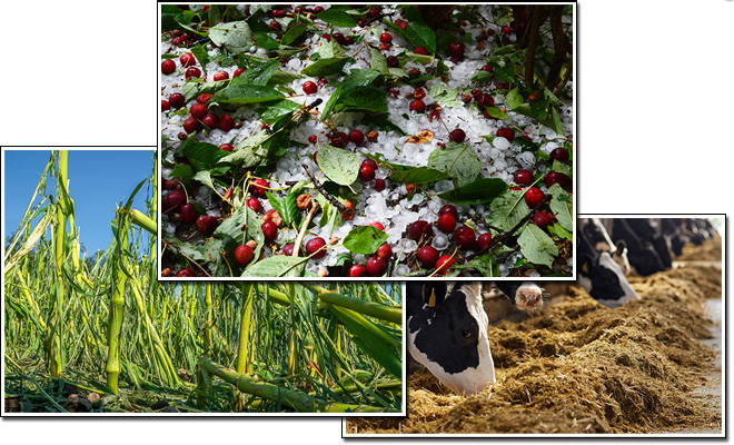 Composición de tres imágenes: cerezas dañadas por granizo, plantación de maíz afectada por lluvias y vacas en explotación ganadera.