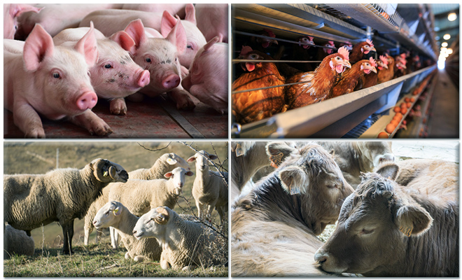 Conjunto de cuatro imágenes: cerdos, gallinas, ovejas y vacas