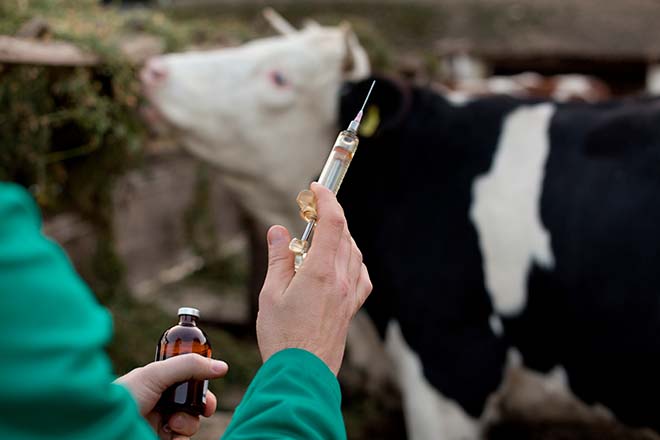 Manos de veterinario sosteniendo una jeringa y medicamento y vaca en segundo plano.