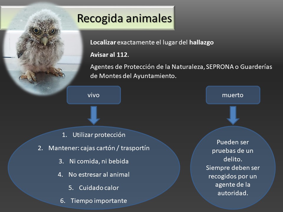 Pasos a seguir si encontramos un animal herido