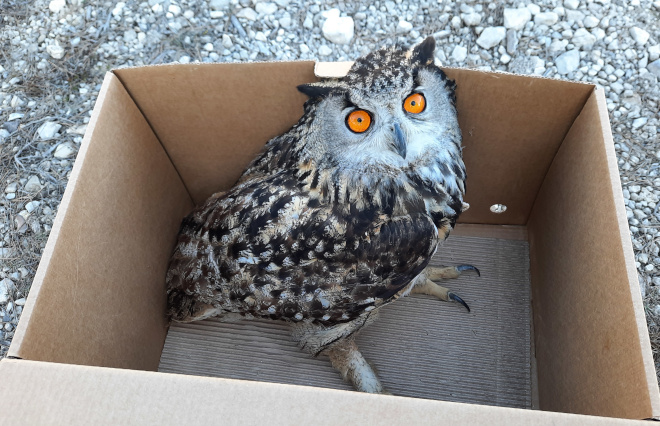 Búho real en una caja de cartón