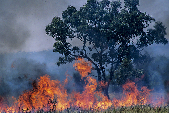 Incendio en el monte, árbol y fuego en primer plano