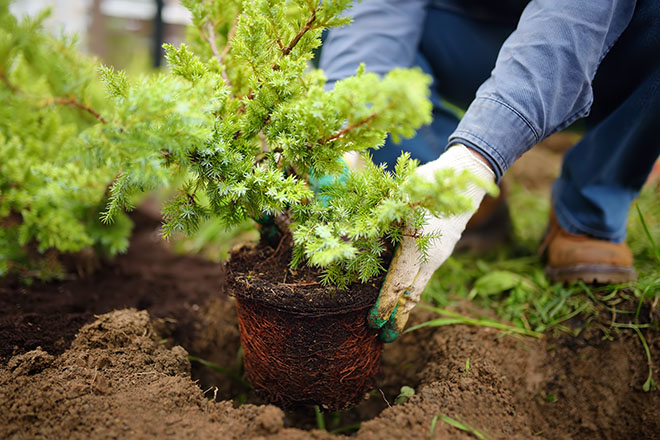 Manos de hombre con guantes plantando un pequeño arbol en el patio.