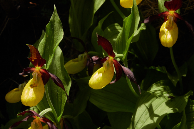 fotografía de orquídeas especie zapatito de dama