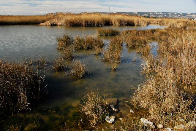 Laguna y carrizales. Cinco Villas