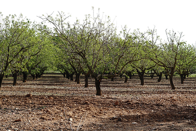 Campo de almendros