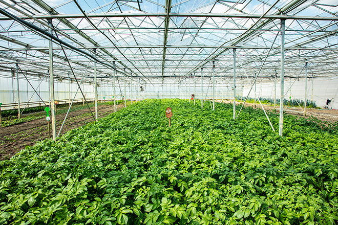 Plantación de patatas en un invernadero