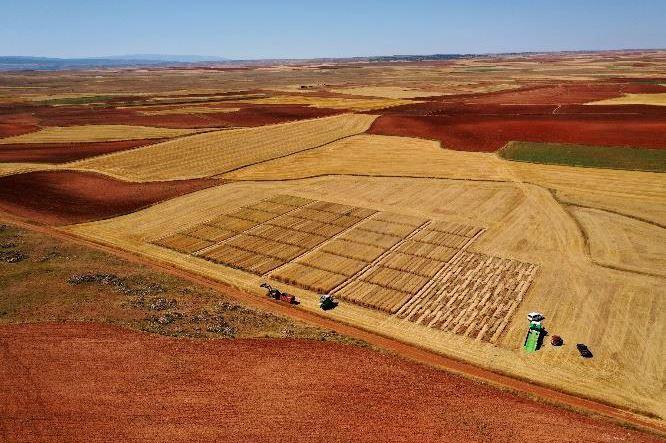 Vista aérea de campos de cultivo