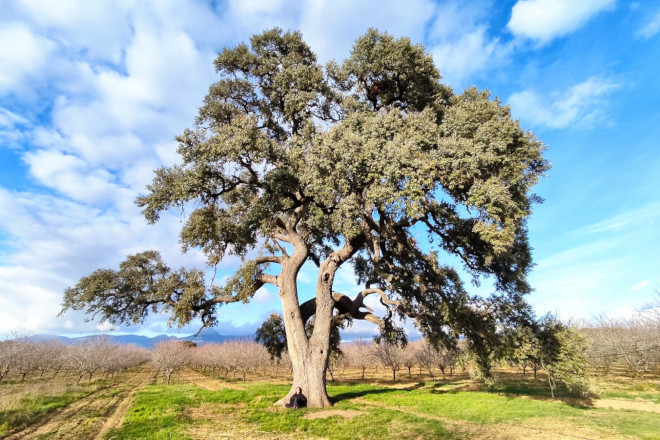 Carrasca Becha