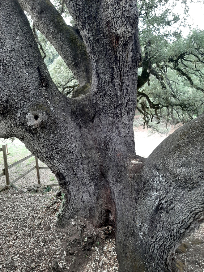 Encina de Lecina