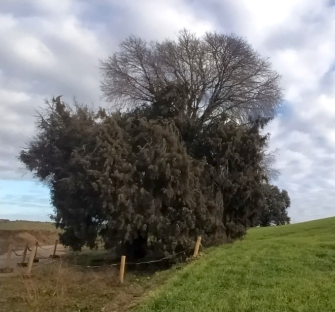 Enebro-Litonero de Morcate o de los Algarrofales