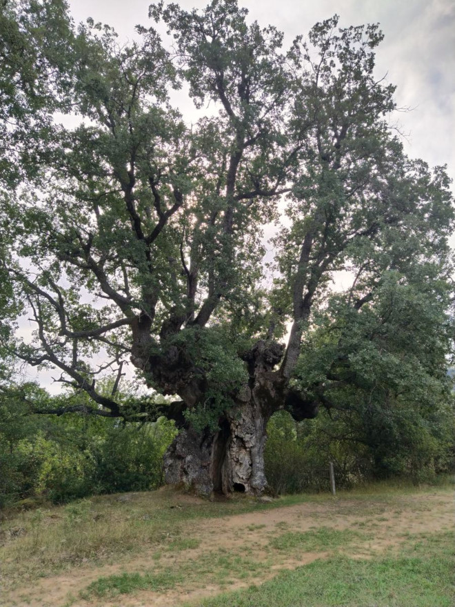 Roble de San Úrbez