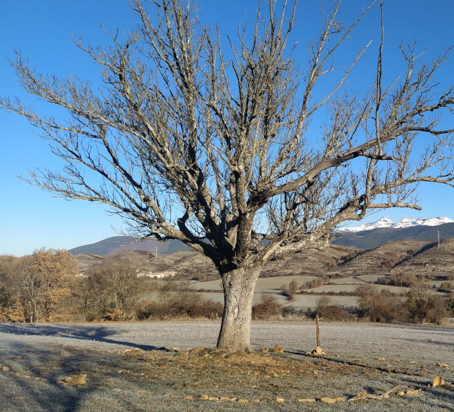 Zerollera de Jarlata / Xarlata