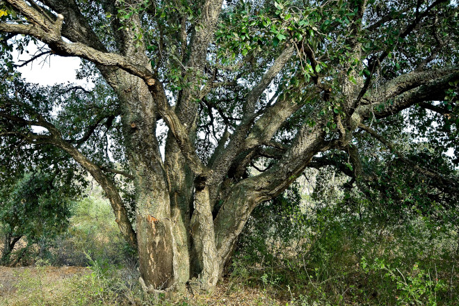 Alcornoque del Prado