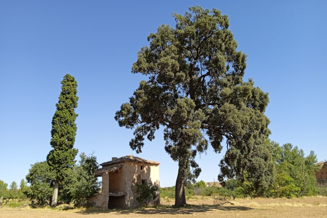 Encina de la Bomba