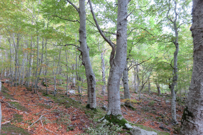 Hayedo en el Moncayo